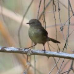 Sericornis frontalis (White-browed Scrubwren) at Wodonga Regional Park - 5 Dec 2020 by Kyliegw