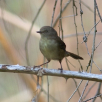 Sericornis frontalis (White-browed Scrubwren) at Wodonga - 5 Dec 2020 by Kyliegw