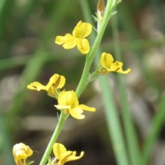 Goodenia stelligera (Wallum Goodenia) at Mundoonen Nature Reserve - 4 Dec 2020 by SandraH