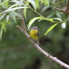 Eopsaltria australis (Eastern Yellow Robin) at Wodonga - 5 Dec 2020 by Kyliegw