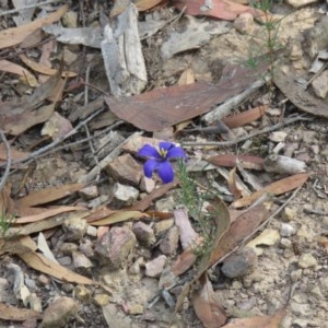 Cheiranthera linearis at Lade Vale, NSW - 5 Dec 2020