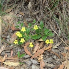 Goodenia hederacea (Ivy Goodenia) at Lade Vale, NSW - 4 Dec 2020 by SandraH