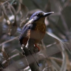 Ceyx azureus (Azure Kingfisher) at Bandiana, VIC - 5 Dec 2020 by Kyliegw