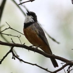 Pachycephala rufiventris (Rufous Whistler) at Wodonga - 5 Dec 2020 by Kyliegw