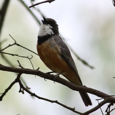 Pachycephala rufiventris (Rufous Whistler) at Wodonga - 5 Dec 2020 by Kyliegw