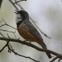 Pachycephala rufiventris at Wodonga Regional Park - 6 Dec 2020