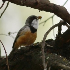 Pachycephala rufiventris at Wodonga Regional Park - 6 Dec 2020