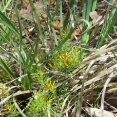 Persoonia chamaepeuce (Dwarf Geebung) at Manton, NSW - 5 Dec 2020 by SandraH