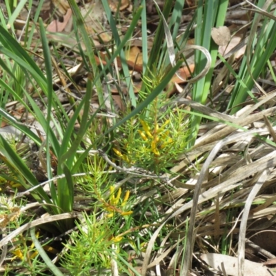 Persoonia chamaepeuce (Dwarf Geebung) at Manton, NSW - 5 Dec 2020 by SandraH