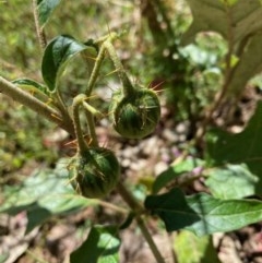 Solanum cinereum (Narrawa Burr) at Red Hill to Yarralumla Creek - 6 Dec 2020 by KL