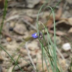 Comesperma sphaerocarpum (Broom Milkwort) at Lade Vale, NSW - 5 Dec 2020 by SandraH