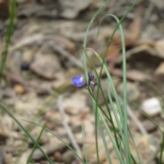 Comesperma sphaerocarpum (Broom Milkwort) at Lade Vale, NSW - 4 Dec 2020 by SandraH