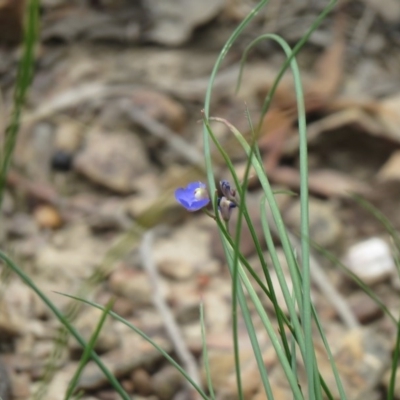 Comesperma sphaerocarpum (Broom Milkwort) at Lade Vale, NSW - 5 Dec 2020 by SandraH