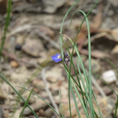 Comesperma sphaerocarpum (Broom Milkwort) at Lade Vale, NSW - 4 Dec 2020 by SandraH