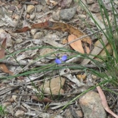 Comesperma sphaerocarpum at Lade Vale, NSW - 5 Dec 2020 10:36 AM