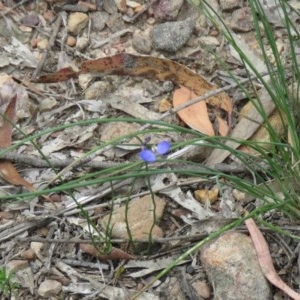 Comesperma sphaerocarpum at Lade Vale, NSW - 5 Dec 2020 10:36 AM