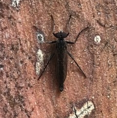 Cerdistus exilis (Robber Fly) at Bruce, ACT - 2 Dec 2020 by MattFox