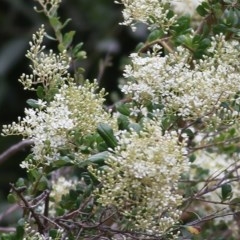 Bursaria spinosa (Native Blackthorn, Sweet Bursaria) at Bandiana, VIC - 5 Dec 2020 by Kyliegw