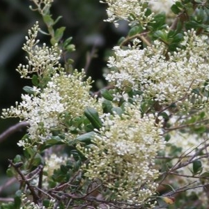 Bursaria spinosa at Wodonga Regional Park - 6 Dec 2020