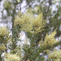 Bursaria spinosa at Wodonga Regional Park - 6 Dec 2020 09:30 AM