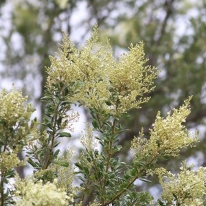 Bursaria spinosa at Wodonga Regional Park - 6 Dec 2020 09:30 AM