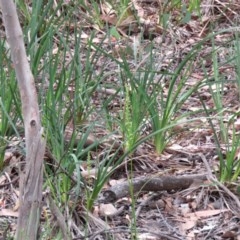 Microtis sp. (Onion Orchid) at Mundoonen Nature Reserve - 4 Dec 2020 by SandraH