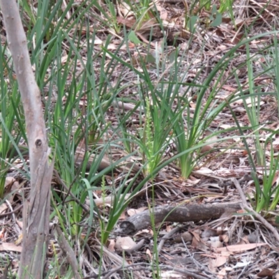 Microtis sp. (Onion Orchid) at Mundoonen Nature Reserve - 4 Dec 2020 by SandraH