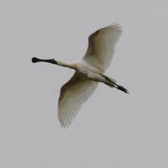 Platalea regia (Royal Spoonbill) at Wodonga - 5 Dec 2020 by Kyliegw