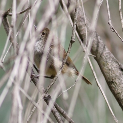 Acanthiza pusilla (Brown Thornbill) at Bandiana, VIC - 6 Dec 2020 by KylieWaldon