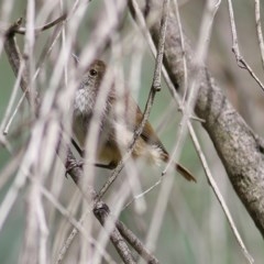 Acanthiza pusilla (Brown Thornbill) at Bandiana, VIC - 5 Dec 2020 by Kyliegw