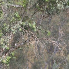 Todiramphus sanctus (Sacred Kingfisher) at Wodonga Regional Park - 5 Dec 2020 by Kyliegw