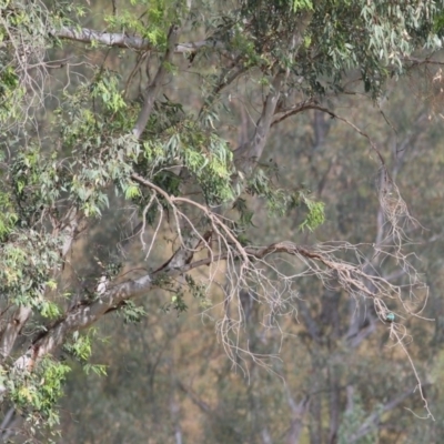 Todiramphus sanctus (Sacred Kingfisher) at Bandiana, VIC - 6 Dec 2020 by KylieWaldon