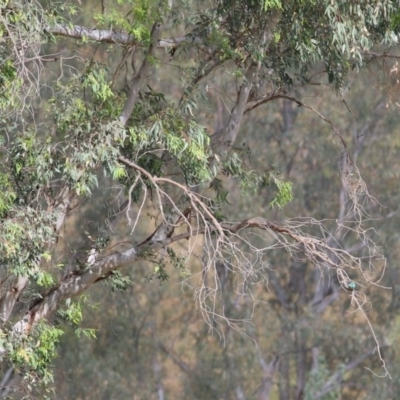 Todiramphus sanctus (Sacred Kingfisher) at Wodonga - 5 Dec 2020 by Kyliegw