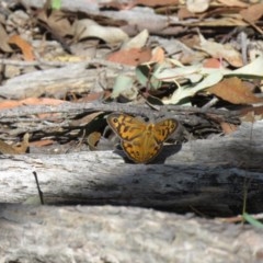 Heteronympha merope (Common Brown Butterfly) at Lade Vale, NSW - 5 Dec 2020 by SandraH