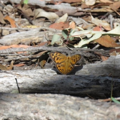 Heteronympha merope (Common Brown Butterfly) at Lade Vale, NSW - 5 Dec 2020 by SandraH