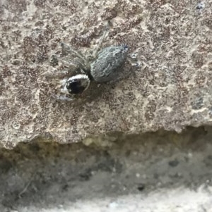 Maratus griseus at Lyneham, ACT - 4 Dec 2020