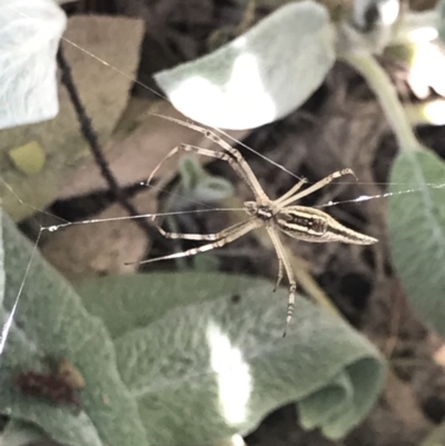 Argiope protensa (Long-tailed Argiope) at Cook, ACT - 4 Dec 2020 by MattFox