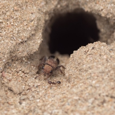 Mutillidae (family) (Unidentified Mutillid wasp or velvet ant) at Uriarra Recreation Reserve - 5 Dec 2020 by patrickcox