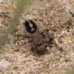 Mutillidae (family) at Uriarra Recreation Reserve - 5 Dec 2020