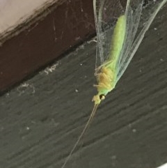 Mallada sp. (genus) (Green lacewing) at Cook, ACT - 5 Dec 2020 by MattFox