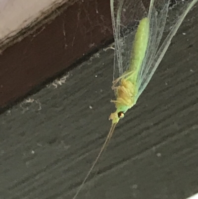 Mallada sp. (genus) (Green lacewing) at Cook, ACT - 5 Dec 2020 by MattFox
