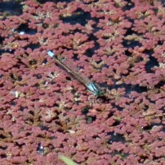 Ischnura heterosticta (Common Bluetail Damselfly) at Fyshwick, ACT - 3 Dec 2020 by RodDeb