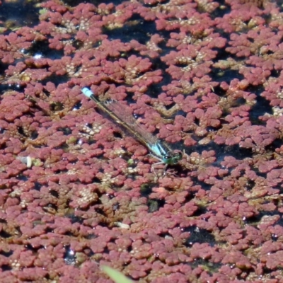 Ischnura heterosticta (Common Bluetail Damselfly) at Jerrabomberra Wetlands - 3 Dec 2020 by RodDeb