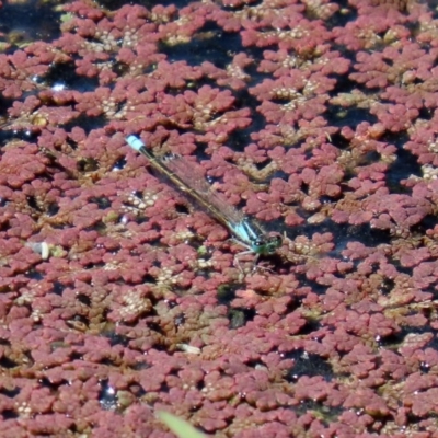 Ischnura heterosticta (Common Bluetail Damselfly) at Fyshwick, ACT - 4 Dec 2020 by RodDeb