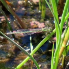 Ischnura aurora (Aurora Bluetail) at Fyshwick, ACT - 3 Dec 2020 by RodDeb