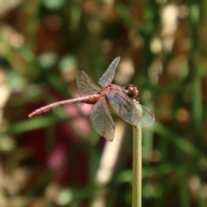 Diplacodes bipunctata at Fyshwick, ACT - 4 Dec 2020