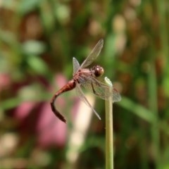 Diplacodes bipunctata at Fyshwick, ACT - 4 Dec 2020