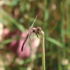 Diplacodes bipunctata at Fyshwick, ACT - 4 Dec 2020