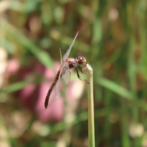 Diplacodes bipunctata at Fyshwick, ACT - 4 Dec 2020