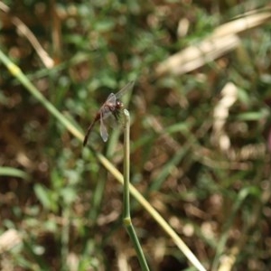 Diplacodes bipunctata at Fyshwick, ACT - 4 Dec 2020